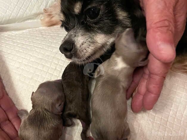 Chihuahua Puppies for sale