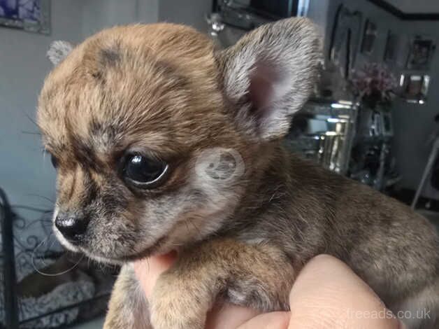 Kc reg chihuahuas for sale in Great Baddow, Essex