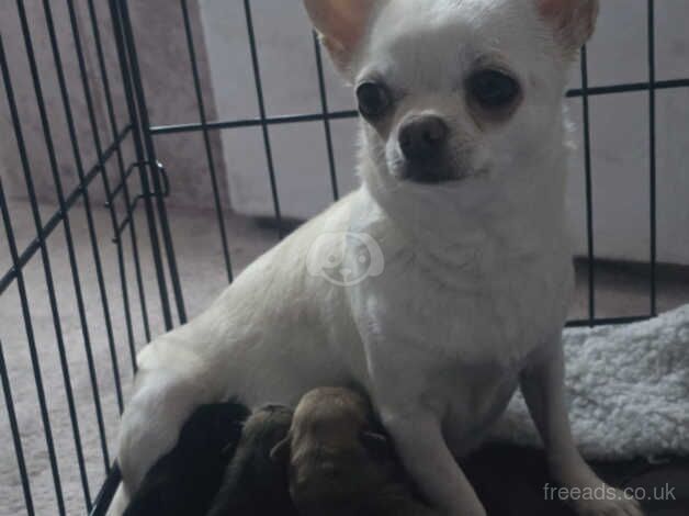 Kc reg chihuahuas for sale in Great Baddow, Essex - Image 2