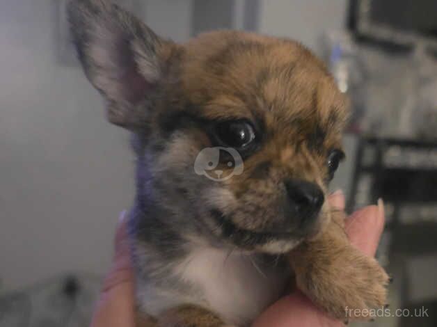 Kc reg chihuahuas for sale in Great Baddow, Essex - Image 4