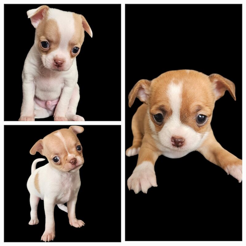 KC registered chihuahua smooth coat puppies for sale in Newport / Casnewydd, Gwent