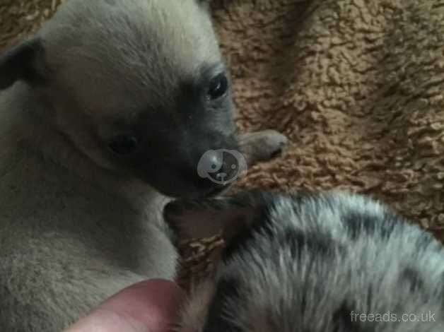 Last 2 female Chihuahua puppies left from a litter of 5 READY TO LEAVE NOW for sale in Tuebrook, Merseyside - Image 3