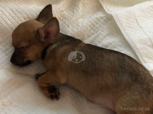 Last 2 female Chihuahua puppies left from a litter of 5 READY TO LEAVE NOW for sale in Tuebrook, Merseyside - Image 5