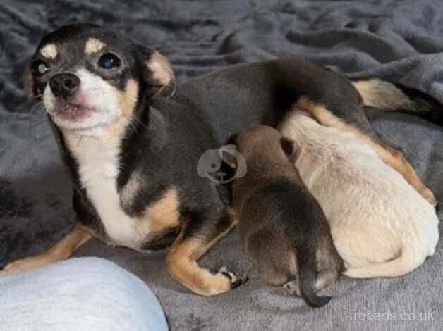 Last female short coat chihuahua puppy for sale in Aberdare/Aberdar, Rhondda Cynon Taf