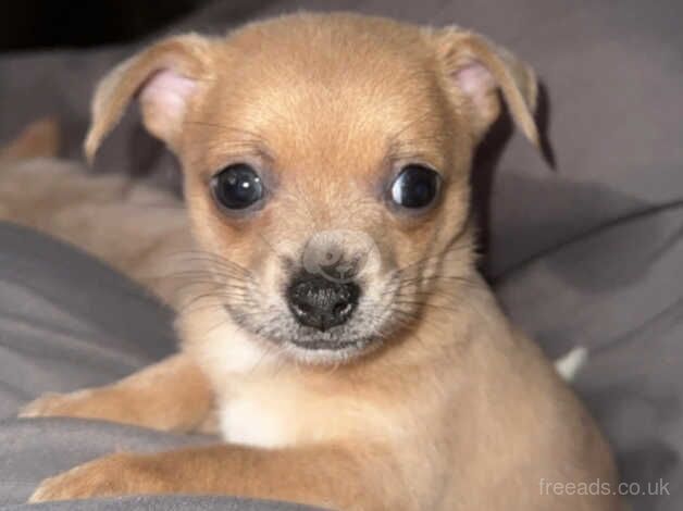 Last female smooth coat chihuahua for sale in Aberdare/Aberdar, Rhondda Cynon Taf - Image 2