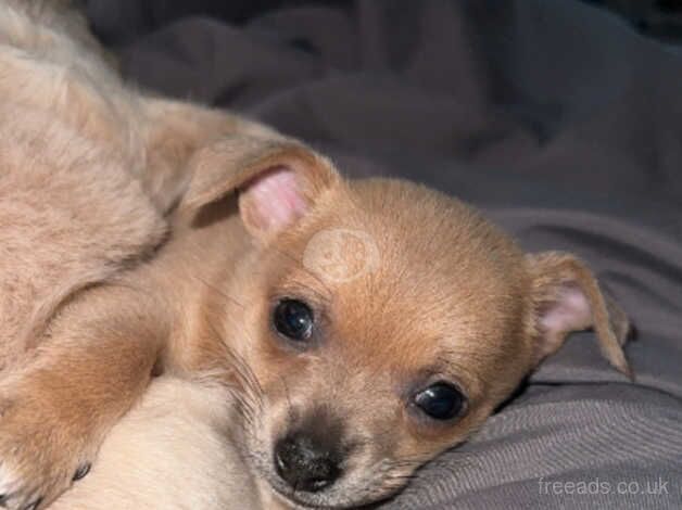 Last female smooth coat chihuahua for sale in Aberdare/Aberdar, Rhondda Cynon Taf - Image 3