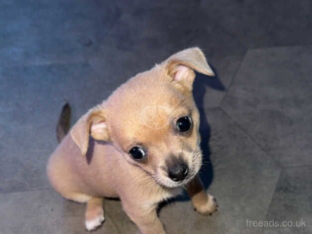 Chihuahua Puppies for sale