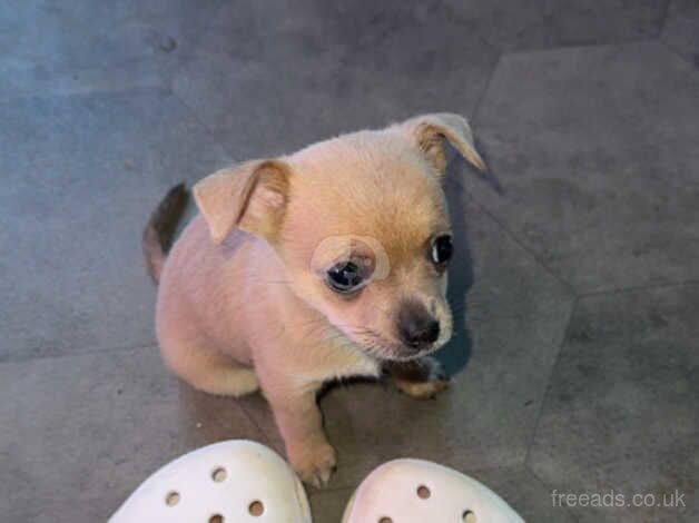 Last female smooth coat chihuahua for sale in Aberdare/Aberdar, Rhondda Cynon Taf - Image 5