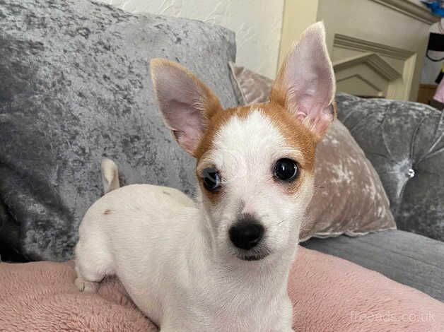 Lili Chihuahua for sale in Merthyr Tydfil, Merthyr Tydfil