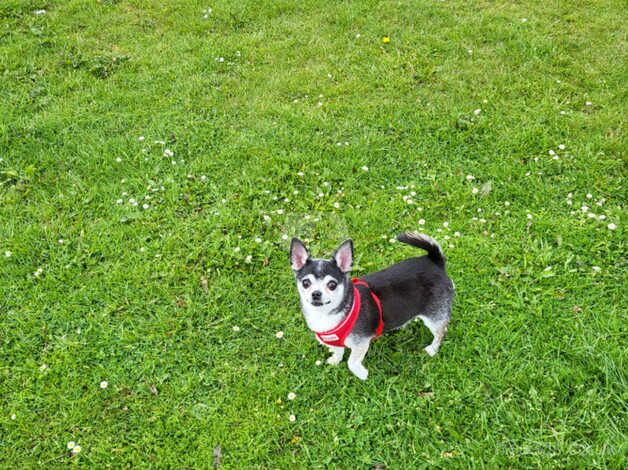 Chihuahua Puppies for sale in Wirral