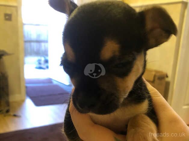 Little chihuahua for sale in Bolton, Greater Manchester