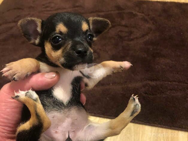 Chihuahua Puppies for sale in Greater Manchester