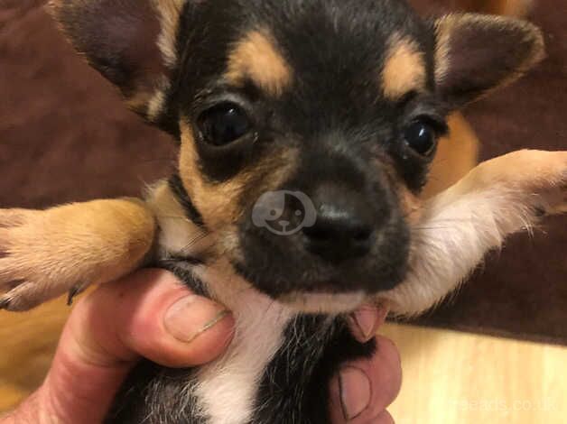 Chihuahua Puppies for sale