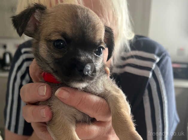 little girl chihuahua 5 week old last one for sale in Oldham, Greater Manchester