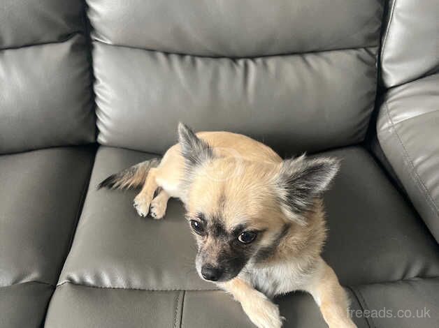 Chihuahua Puppies for sale