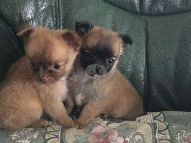 Little puppies looking forever homes, pure chihuahua, L/H for sale in Newtown, Argyll and Bute - Image 1