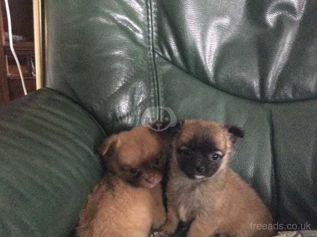 Little puppies looking forever homes, pure chihuahua, L/H for sale in Newtown, Argyll and Bute - Image 3