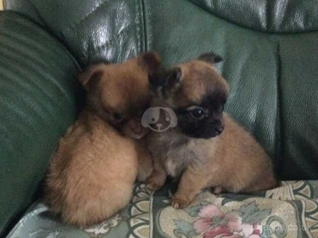 Little puppies looking forever homes, pure chihuahua, L/H for sale in Newtown, Argyll and Bute - Image 4