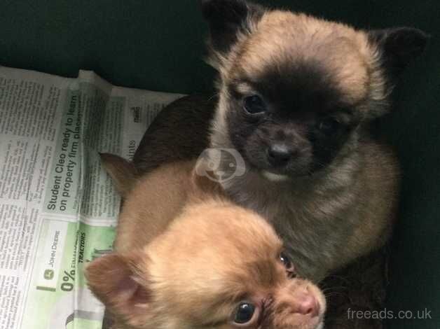 Little puppies looking forever homes, pure chihuahua, L/H for sale in Newtown, Argyll and Bute - Image 5