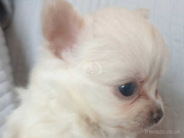 Long coat chihuahua for sale in Aberdare/Aberdar, Rhondda Cynon Taf - Image 3