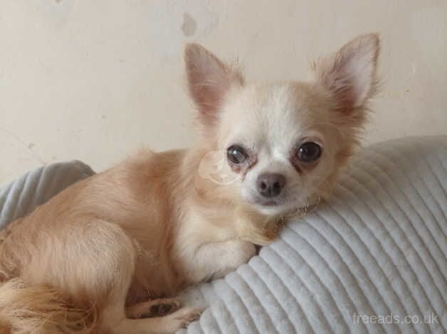 Long coat chihuahua for sale in Aberdare/Aberdar, Rhondda Cynon Taf - Image 5