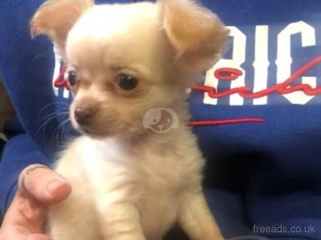 Long haired chihuahua boy for sale in Birmingham, West Midlands