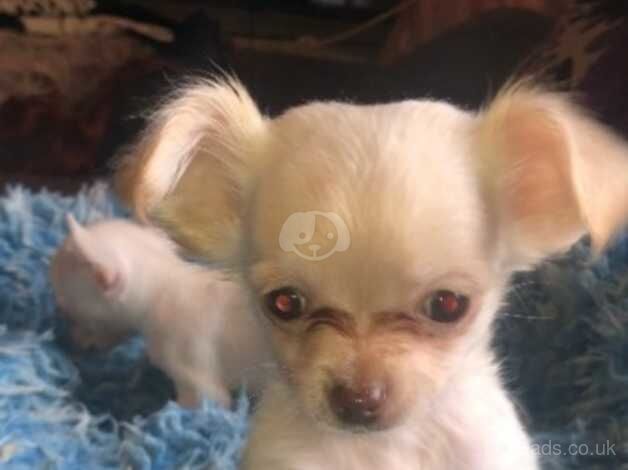 Long haired chihuahua boy for sale in Birmingham, West Midlands - Image 2