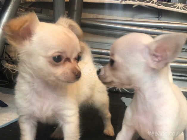 Long haired chihuahua boy for sale in Birmingham, West Midlands - Image 3