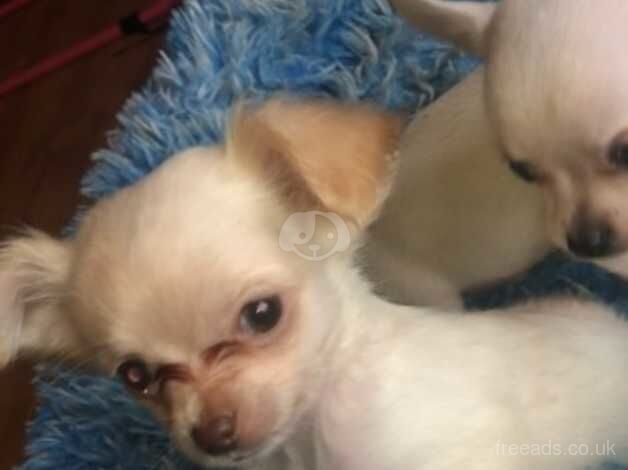 Chihuahua Puppies for sale