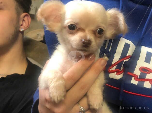 Long haired chihuahua boy for sale in Birmingham, West Midlands - Image 5