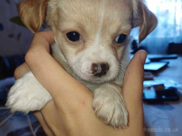 Long haired chihuahua for sale in Barnsley, South Yorkshire - Image 1