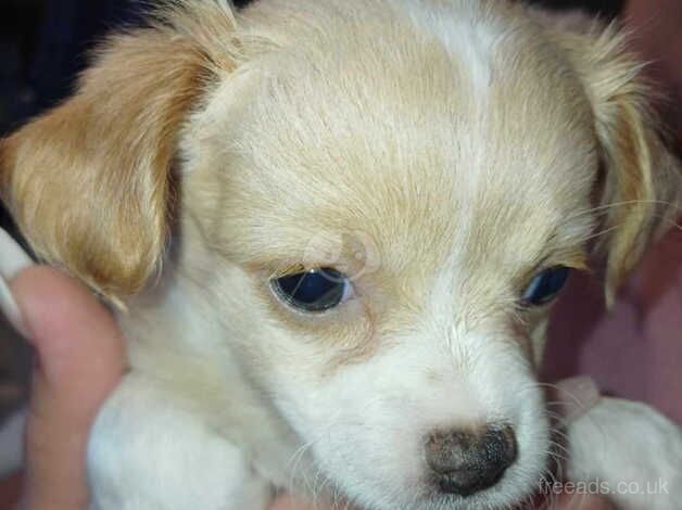 Chihuahuas for sale in Barnsley, South Yorkshire