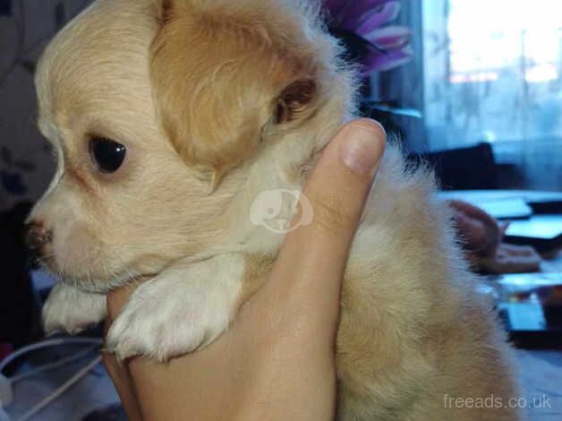 Long haired chihuahua for sale in Barnsley, South Yorkshire - Image 3