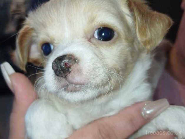 Long haired chihuahua for sale in Barnsley, South Yorkshire - Image 4