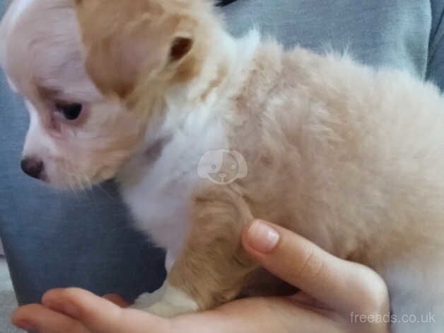 Long haired chihuahua for sale in Barnsley, South Yorkshire - Image 5