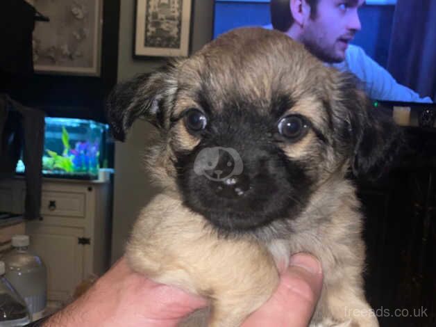 Long haired chihuahua puppies for sale in Plymouth, Devon - Image 1