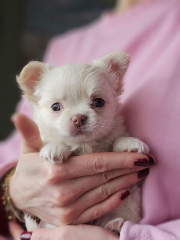 Long Haired Chihuahua Puppies KC Registered for sale in South Side, City of Edinburgh