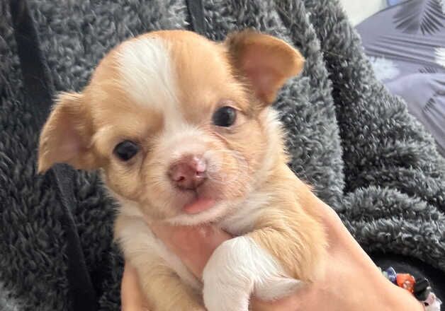 Long Haired Merle Chihuahua Puppy for sale in Poole, Dorset