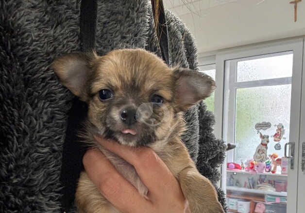 Long Haired Merle Chihuahua Puppy for sale in Poole, Dorset - Image 4