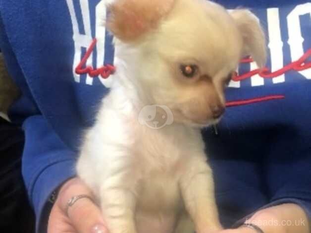 Chihuahuas for sale in Birmingham, West Midlands