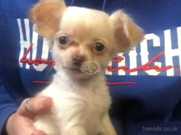 Chihuahua Puppies for sale in West Midlands