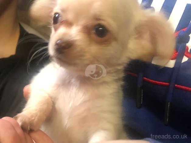 Long haired tiny chihuahua boy for sale in Birmingham, West Midlands - Image 4