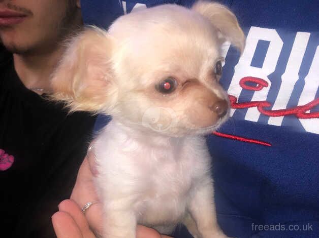 Long haired tiny chihuahua boy for sale in Birmingham, West Midlands - Image 5