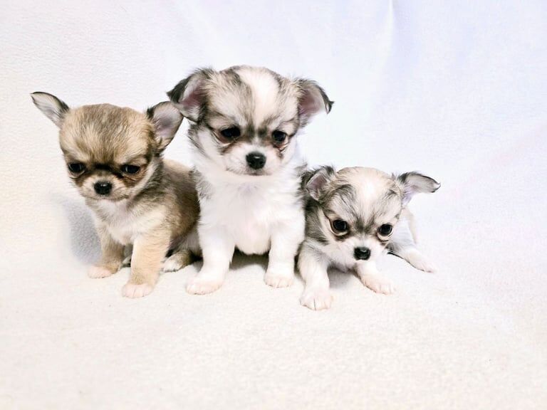 Longcoat Chihuahua Puppies for sale in Rogerstone, Newport