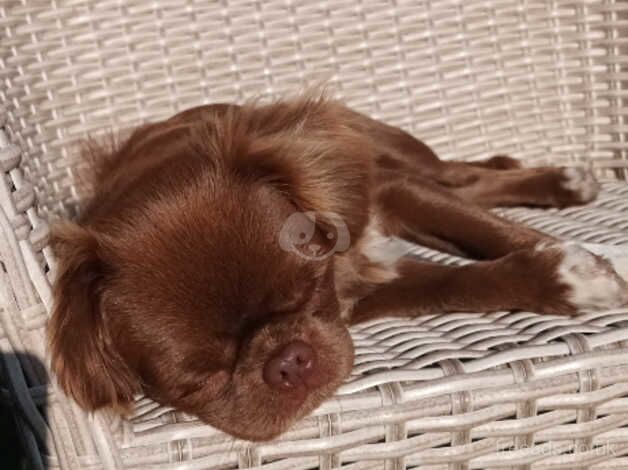 Longhaired chocolate female for sale in Forres, Moray - Image 3