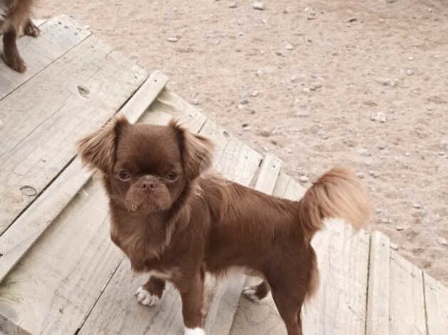 Longhaired chocolate female for sale in Forres, Moray - Image 4