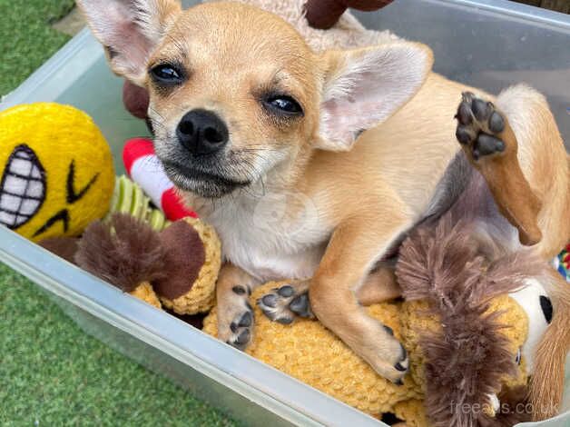 Chihuahua Puppies for sale in Lincolnshire