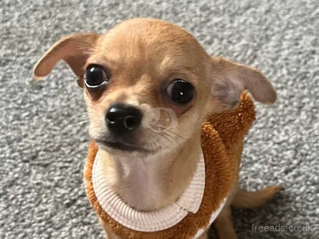 Lovely chihuahua girl penny for sale in York, North Yorkshire - Image 2