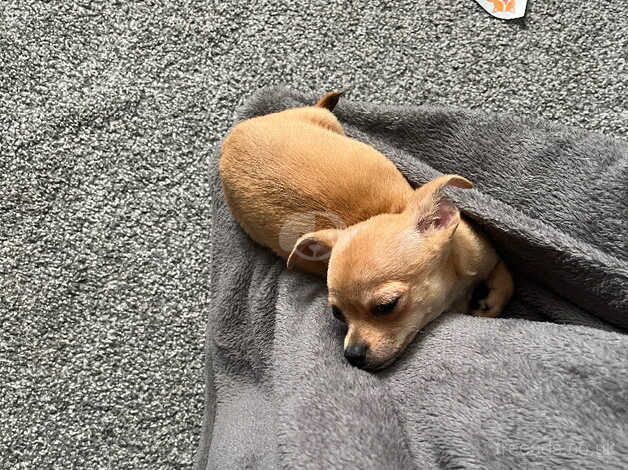 Lovely chihuahua girl penny for sale in York, North Yorkshire - Image 3