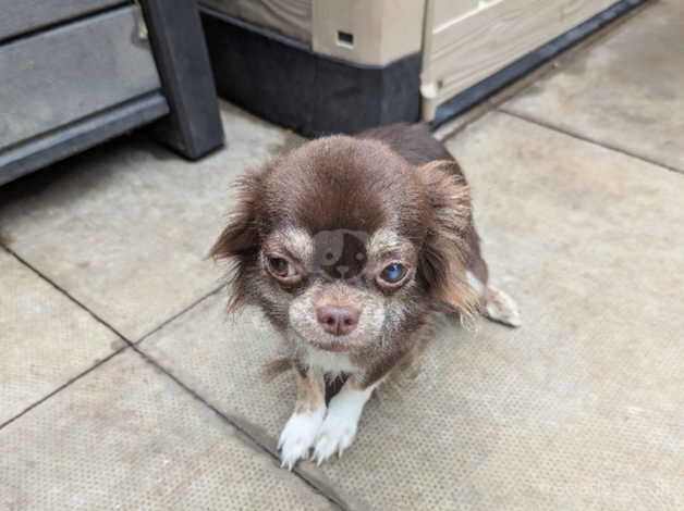 Lovely chocolate girl needing loving home for sale in Chatteris, Cambridgeshire - Image 1